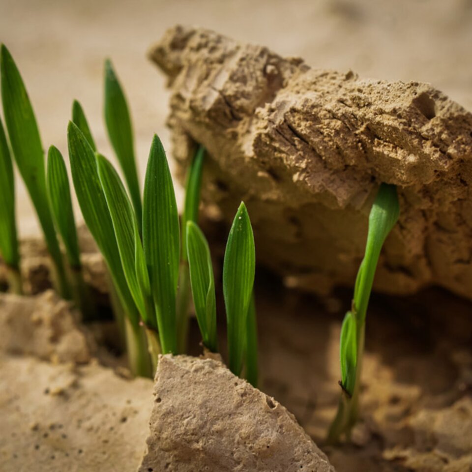 Close-up of green grass growing on dry, broken ground, photographed while travelling through the Pyrenees in a camper van. 